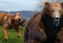Fearless, Tiny Dog Chases Bear Out of Backyard in Wild Video