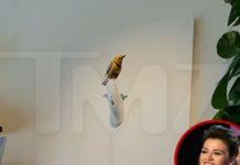 Kelly Clarkson Store Feud: Art of Play Singing Bird Now on Sale for $15M